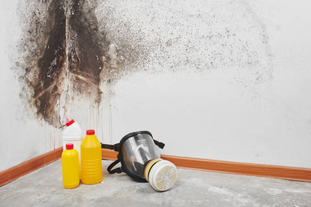 Best Emergency Mold Remediation in Chackbay, LA