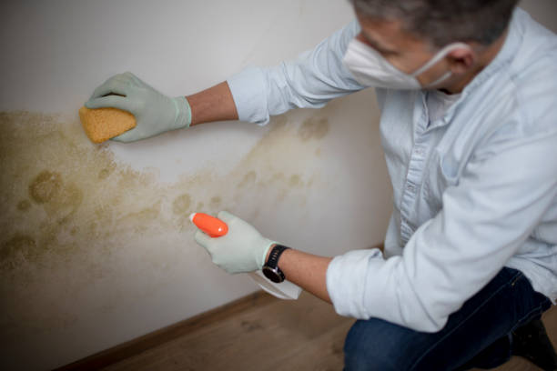 Best HVAC Mold Remediation in Chackbay, LA