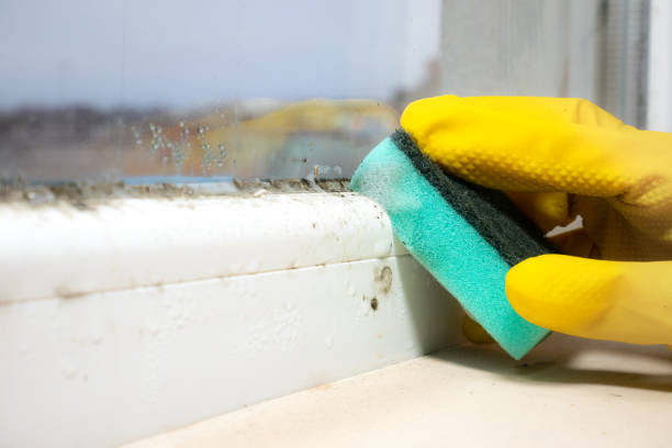Best Bathroom Mold Remediation in Chackbay, LA